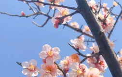【扬州阅读馆】海棠花开春意来 春分节气 | 活动回顾
